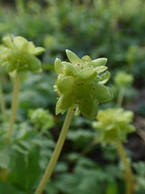 Adoxa moschatellina